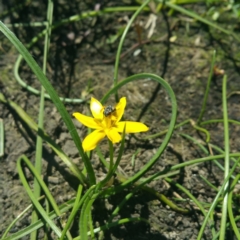 Hypoxis hygrometrica (Golden Weather-grass) at Molonglo River Reserve - 25 Nov 2016 by RichardMilner