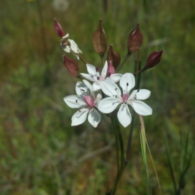 Burchardia umbellata (Milkmaids) at Molonglo River Reserve - 25 Nov 2016 by RichardMilner