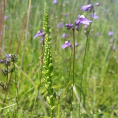 Microtis sp. (Onion Orchid) at Molonglo Valley, ACT - 25 Nov 2016 by RichardMilner