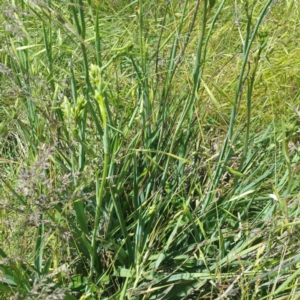 Dianella sp. aff. longifolia (Benambra) at Molonglo River Reserve - 25 Nov 2016