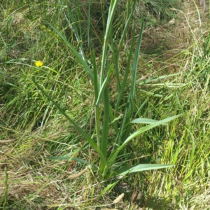 Dianella sp. aff. longifolia (Benambra) at Molonglo River Reserve - 25 Nov 2016