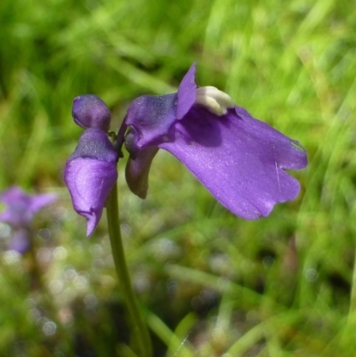 Utricularia dichotoma (Fairy Aprons, Purple Bladderwort) at Canberra Central, ACT - 20 Nov 2016 by RWPurdie