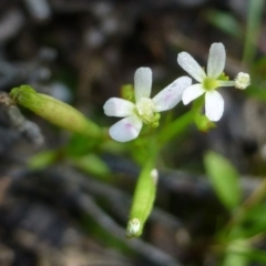 Stylidium despectum (Small Trigger Plant) at Canberra Central, ACT - 20 Nov 2016 by RWPurdie