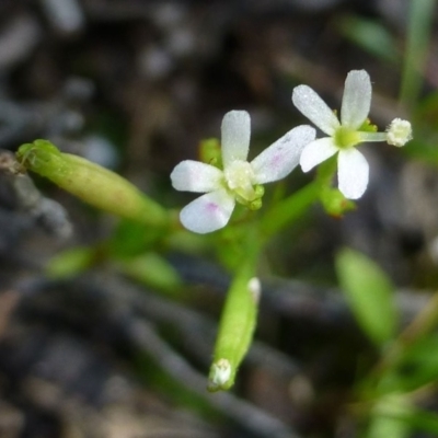 Stylidium despectum (Small Trigger Plant) at Canberra Central, ACT - 19 Nov 2016 by RWPurdie