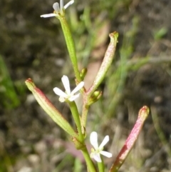 Stylidium despectum (Small Trigger Plant) at Bruce, ACT - 23 Nov 2016 by RWPurdie