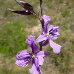 Arthropodium fimbriatum (Nodding Chocolate Lily) at Canberra Central, ACT - 24 Nov 2016 by RWPurdie