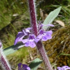 Ajuga australis (Austral Bugle) at Canberra Central, ACT - 25 Nov 2016 by RWPurdie