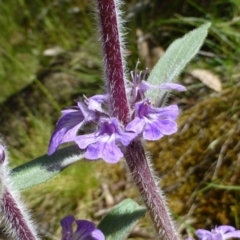 Ajuga australis (Austral Bugle) at Canberra Central, ACT - 24 Nov 2016 by RWPurdie