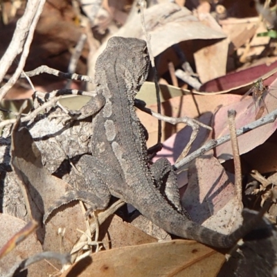 Amphibolurus muricatus (Jacky Lizard) at Barragga Bay, NSW - 11 Nov 2016 by narelle