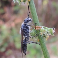 Tiphiidae (family) (Unidentified Smooth flower wasp) at Conder, ACT - 19 Nov 2016 by michaelb