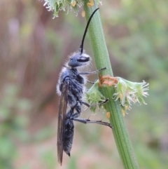 Tiphiidae (family) at Conder, ACT - 20 Nov 2016