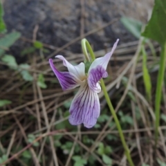 Viola betonicifolia (Mountain Violet) at Greenway, ACT - 21 Nov 2016 by MichaelBedingfield