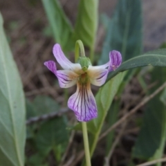 Viola betonicifolia at Greenway, ACT - 21 Nov 2016