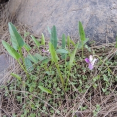 Viola betonicifolia at Greenway, ACT - 21 Nov 2016