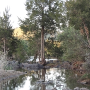 Casuarina cunninghamiana subsp. cunninghamiana at Greenway, ACT - 21 Nov 2016