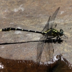 Hemigomphus heteroclytus (Stout Vicetail) at Jedbinbilla - 7 Feb 2016 by HarveyPerkins