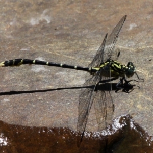 Hemigomphus heteroclytus at Paddys River, ACT - 7 Feb 2016 01:39 PM