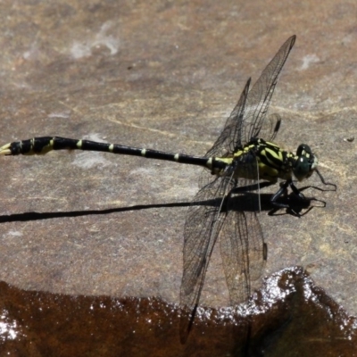 Hemigomphus heteroclytus (Stout Vicetail) at Jedbinbilla - 7 Feb 2016 by HarveyPerkins