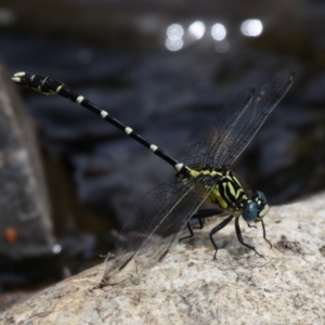 Hemigomphus heteroclytus at Tennent, ACT - 19 Dec 2015