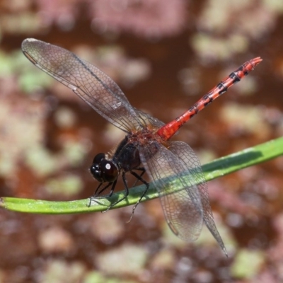 Diplacodes melanopsis (Black-faced Percher) at Fyshwick, ACT - 28 Jan 2016 by HarveyPerkins