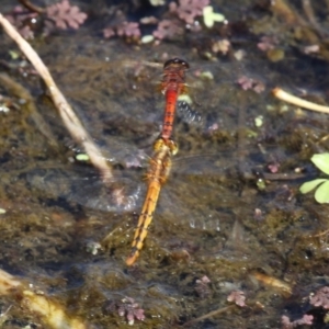 Diplacodes melanopsis at Campbell, ACT - 13 Mar 2016