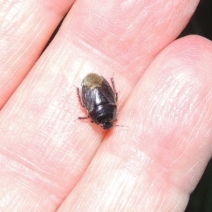 Cydnidae (family) at Greenway, ACT - 21 Nov 2016