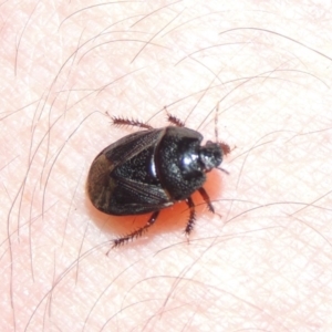 Cydnidae (family) at Greenway, ACT - 21 Nov 2016