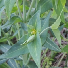 Euphorbia lathyris (Caper Spurge) at Pine Island to Point Hut - 21 Nov 2016 by michaelb