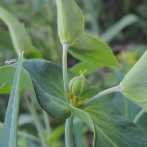 Euphorbia lathyris at Greenway, ACT - 21 Nov 2016 08:08 PM