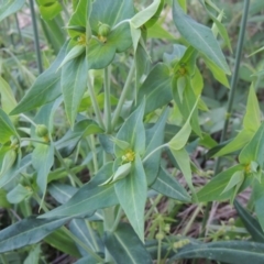 Euphorbia lathyris at Greenway, ACT - 21 Nov 2016 08:08 PM