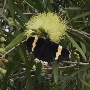 Eutrichopidia latinus at Bywong, NSW - 27 Nov 2016 10:51 AM