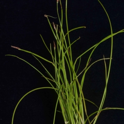 Eleocharis atricha (Tuber Spikerush) at O'Connor, ACT - 18 Nov 2016 by RWPurdie
