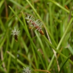 Eleocharis atricha at Bruce, ACT - 20 Nov 2016