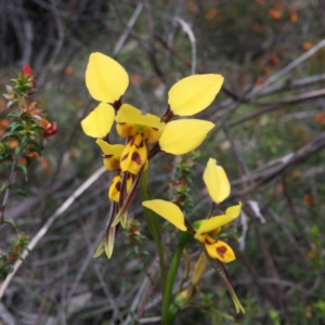 Diuris sulphurea at Rendezvous Creek, ACT - 27 Nov 2016