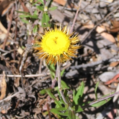 Coronidium oxylepis subsp. lanatum (Woolly Pointed Everlasting) at Point 5140 - 31 Dec 2013 by MatthewFrawley