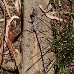 Amphibolurus muricatus (Jacky Lizard) at Conder, ACT - 28 Nov 2016 by Anenome