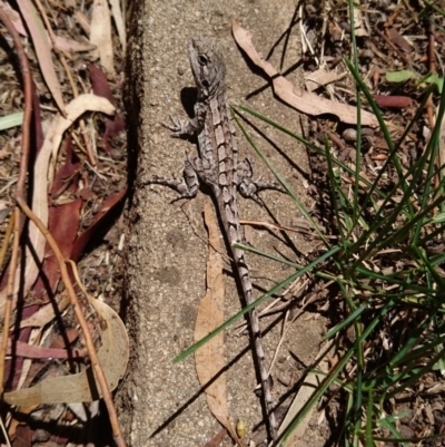 Amphibolurus muricatus (Jacky Lizard) at Conder, ACT - 28 Nov 2016 by Anenome