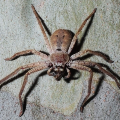 Isopeda sp. (genus) (Huntsman Spider) at Four Winds - 11 Nov 2016 by Harrisi