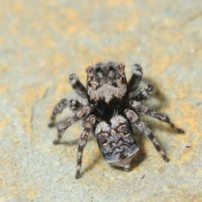 Maratus sapphirus (Peacock spider species tbc) at Murrah Flora Reserve - 12 Nov 2016 by Harrisi