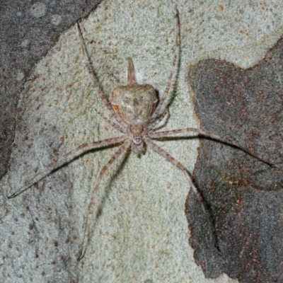 Tamopsis sp. (genus) (Two-tailed spider) at Four Winds - 11 Nov 2016 by Harrisi