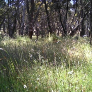 Themeda triandra at Gungahlin, ACT - 28 Nov 2016