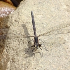 Austroargiolestes icteromelas (Common Flatwing) at Googong Foreshore - 26 Nov 2016 by roymcd