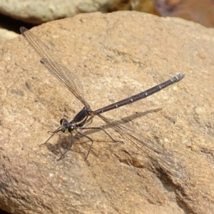 Austroargiolestes icteromelas at Burra, NSW - 26 Nov 2016