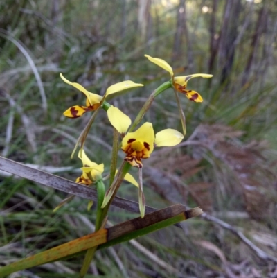 Diuris sulphurea (Tiger Orchid) at Paddys River, ACT - 27 Nov 2016 by RobynHall