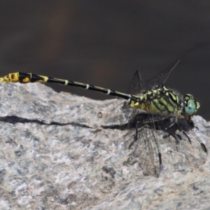 Austrogomphus australis at Uriarra Village, ACT - 20 Feb 2016 02:31 PM