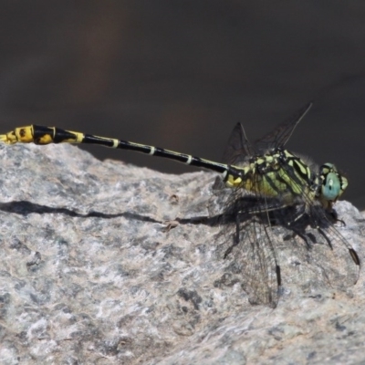 Austrogomphus australis (Inland Hunter) at Uriarra Village, ACT - 20 Feb 2016 by HarveyPerkins