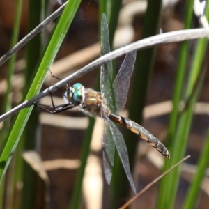 Procordulia jacksoniensis at Tharwa, ACT - 27 Nov 2016