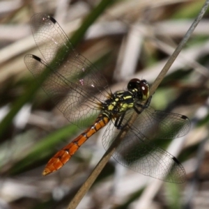 Nannophya dalei at Tharwa, ACT - suppressed