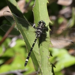 Eusynthemis brevistyla (Small Tigertail) at Paddys River, ACT - 27 Nov 2016 by HarveyPerkins