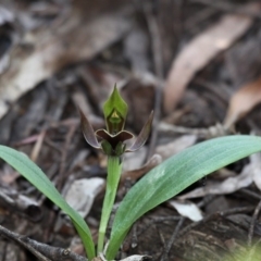 Chiloglottis valida (Large Bird Orchid) at Cotter River, ACT - 27 Nov 2016 by HarveyPerkins